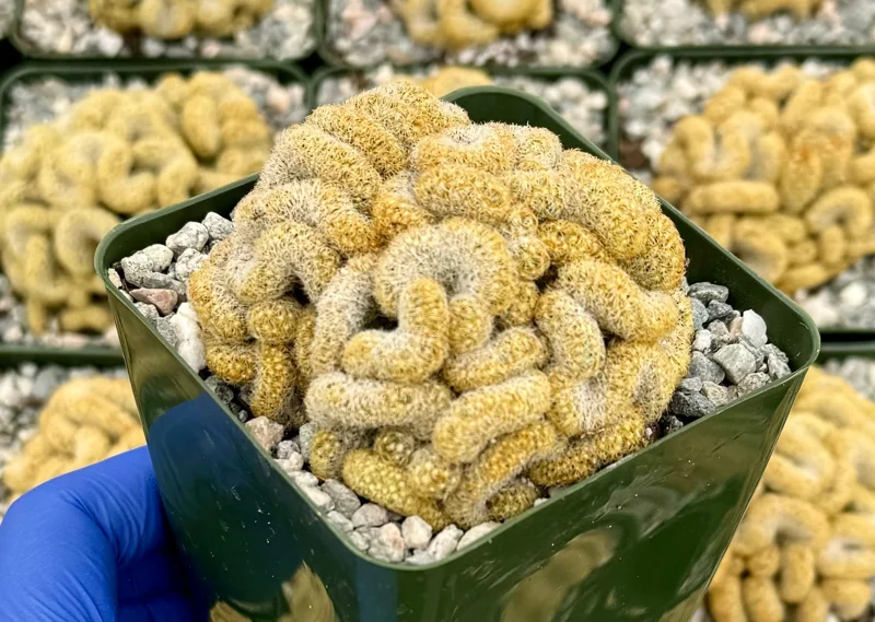 Brain Cactus Live Plant - Mammillaria elongata Cristata - Rare Succulent in 4 inch Pot - Image 3