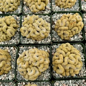 Brain Cactus Live Plant - Mammillaria elongata Cristata - Rare Succulent in 4 inch Pot - Image 4