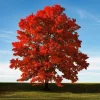 Brandywine Maple Tree Live Plant – 1-2 ft Tall Quart Pot – Deciduous Fall Color - Image 1