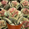 Calico Hearts Adromischus Triflorus Live Succulent - 3 inch Pot, Indoor, Easy Care - Image 1