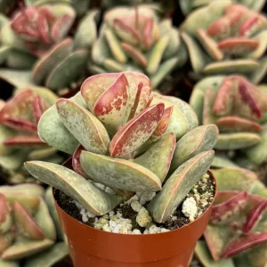 Calico Hearts Adromischus Triflorus Live Succulent - 3 inch Pot, Indoor, Easy Care - Image 1