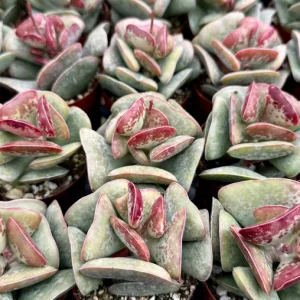 Calico Hearts Adromischus Triflorus Live Succulent - 3 inch Pot, Indoor, Easy Care - Image 2