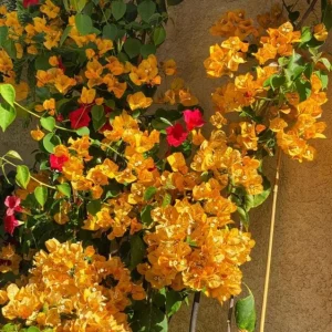 California Gold Bougainvillea Live Plant - Set of 2, 4