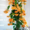 California Gold Bougainvillea Live Plant - Set of 2, 4" Tall Yellow Flowering Vine - Image 1