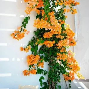 California Gold Bougainvillea Live Plant - Set of 2, 4" Tall Yellow Flowering Vine - Image 1