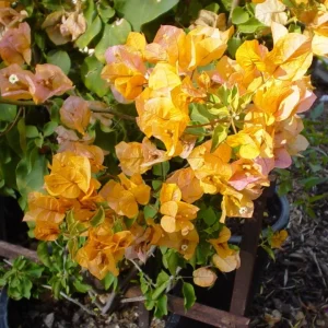 California Gold Bougainvillea Live Plant - Set of 2, 4