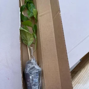 California Gold Bougainvillea Live Plant - Set of 2, 4