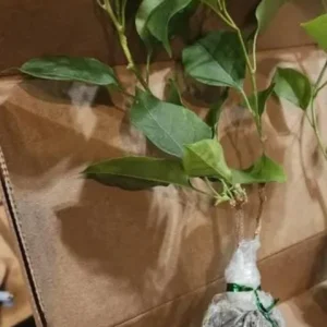 California Gold Bougainvillea Live Plant - Set of 2, 4