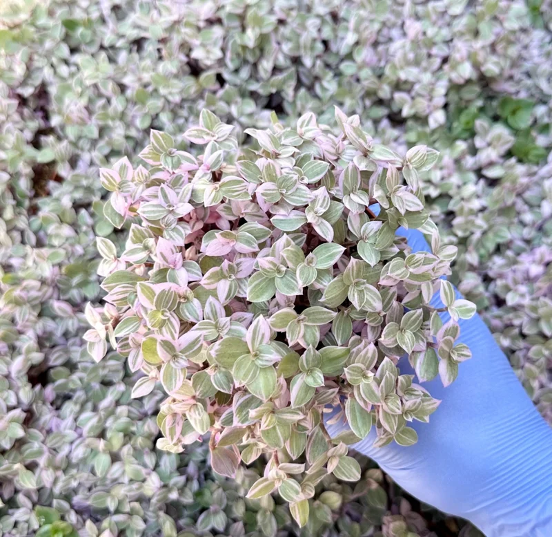 Callisia Repens Pink Panther Live Plant - Turtle Vine, Bolivian Jewel Houseplant - Image 2