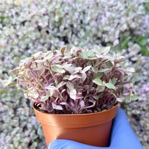 Callisia Repens Pink Panther Live Plant - Turtle Vine, Bolivian Jewel Houseplant - Image 3