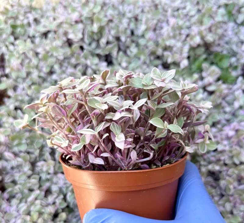 Callisia Repens Pink Panther Live Plant - Turtle Vine, Bolivian Jewel Houseplant - Image 3
