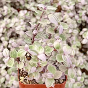 Callisia Repens Pink Panther Live Plant - Turtle Vine, Bolivian Jewel Houseplant - Image 4
