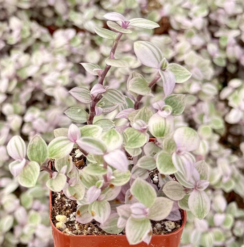 Callisia Repens Pink Panther Live Plant - Turtle Vine, Bolivian Jewel Houseplant - Image 4