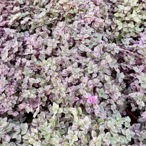 Callisia Repens Pink Panther Live Plant - Turtle Vine, Bolivian Jewel Houseplant - Image 5