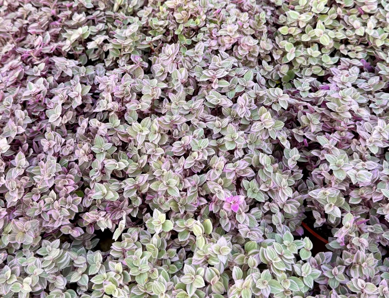 Callisia Repens Pink Panther Live Plant - Turtle Vine, Bolivian Jewel Houseplant - Image 5