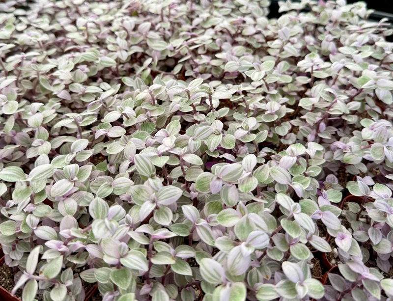 Callisia Repens Pink Panther Live Plant - Turtle Vine, Bolivian Jewel Houseplant - Image 1