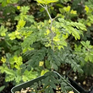 Camel Thorn Tree Live Plant - Acacia Erioloba - 4 inch Pot - Drought Tolerant Outdoor - Image 2