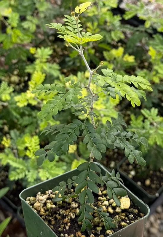 Camel Thorn Tree Live Plant - Acacia Erioloba - 4 inch Pot - Drought Tolerant Outdoor - Image 2