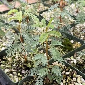 Camel Thorn Tree Live Plant - Acacia Erioloba - 4 inch Pot - Drought Tolerant Outdoor - Image 3