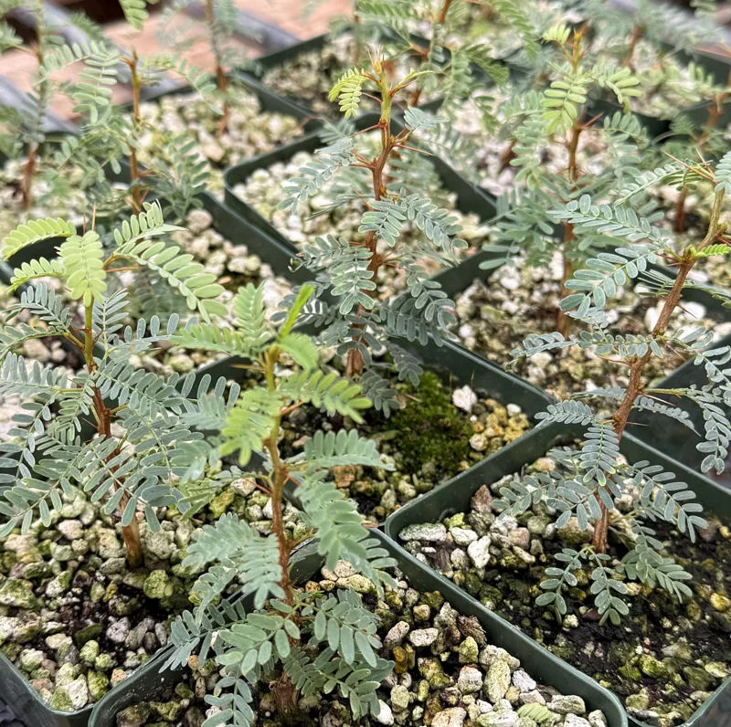 Camel Thorn Tree Live Plant - Acacia Erioloba - 4 inch Pot - Drought Tolerant Outdoor - Image 4