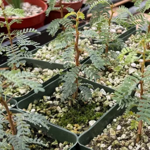 Camel Thorn Tree Live Plant - Acacia Erioloba - 4 inch Pot - Drought Tolerant Outdoor - Image 5