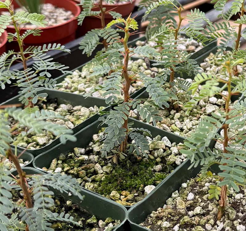 Camel Thorn Tree Live Plant - Acacia Erioloba - 4 inch Pot - Drought Tolerant Outdoor - Image 5