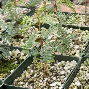 Camel Thorn Tree Live Plant - Acacia Erioloba - 4 inch Pot - Drought Tolerant Outdoor - Image 6