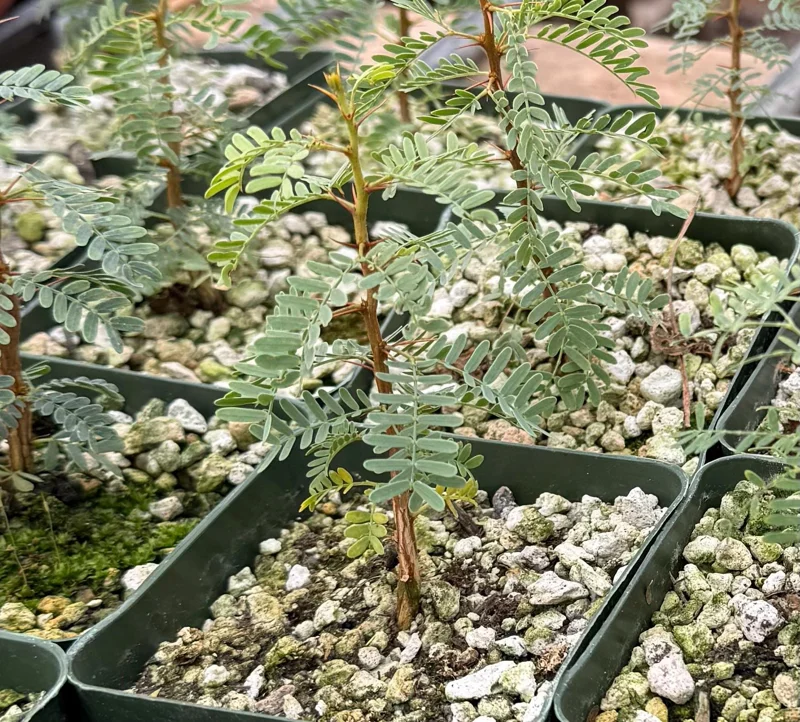 Camel Thorn Tree Live Plant - Acacia Erioloba - 4 inch Pot - Drought Tolerant Outdoor - Image 6