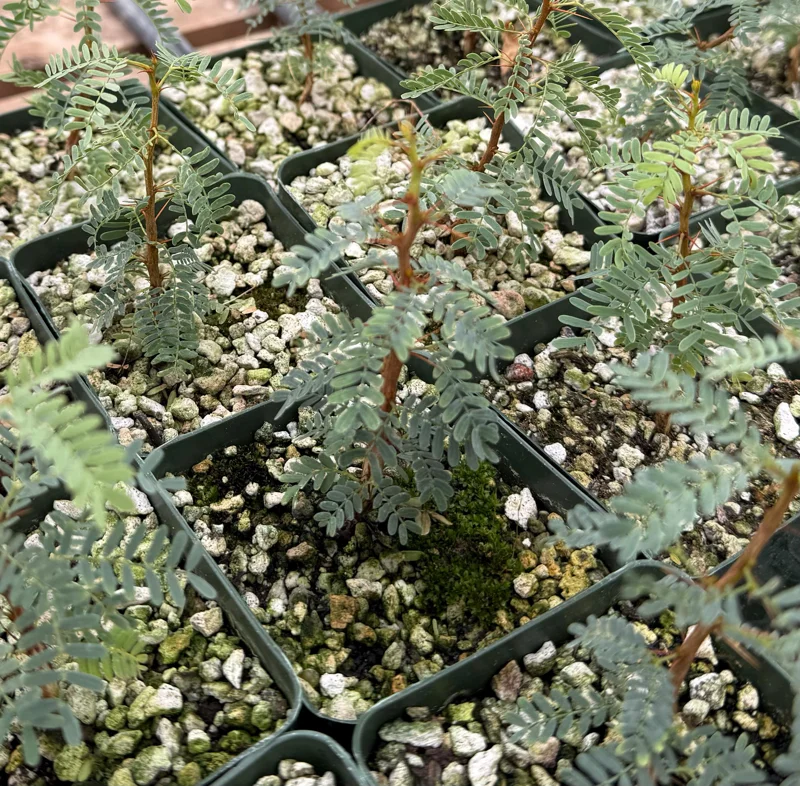 Camel Thorn Tree Live Plant - Acacia Erioloba - 4 inch Pot - Drought Tolerant Outdoor - Image 1