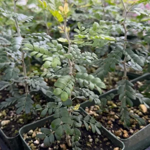 Camel Thorn Tree Live Plant - Acacia Erioloba - 4 inch Pot - Drought Tolerant Outdoor - Image 7