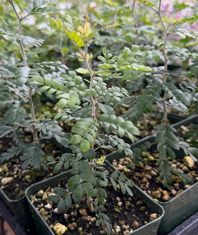 Camel Thorn Tree Live Plant - Acacia Erioloba - 4 inch Pot - Drought Tolerant Outdoor - Image 7