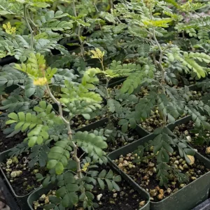 Camel Thorn Tree Live Plant - Acacia Erioloba - 4 inch Pot - Drought Tolerant Outdoor - Image 8