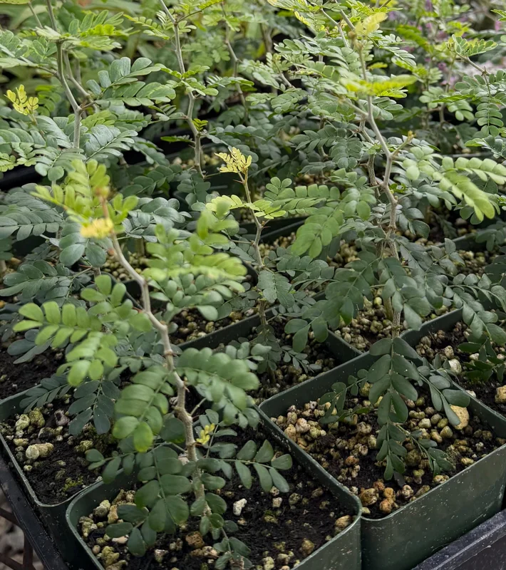 Camel Thorn Tree Live Plant - Acacia Erioloba - 4 inch Pot - Drought Tolerant Outdoor - Image 8