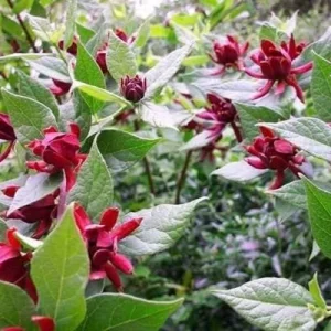 Carolina Allspice Shrub Live Plant – Fragrant Dark Red Blooms – 1 Quart Pot 6-18 inches Tall – Outdoor Hardy - Image 4
