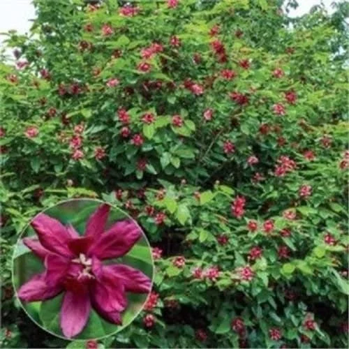 Carolina Allspice Shrub Live Plant - Quart Pot 6-18" - Fragrant Dark Red Flowers - Image 2