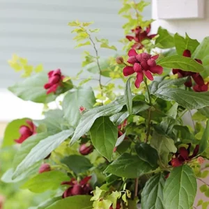 Carolina Allspice Shrub Live Plant - Quart Pot 6-18