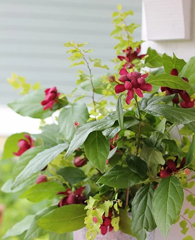 Carolina Allspice Shrub Live Plant - Quart Pot 6-18" - Fragrant Dark Red Flowers - Image 3