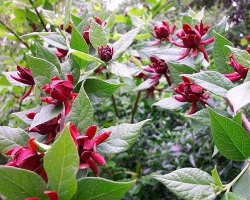 Carolina Allspice Shrub Live Plant - Quart Pot 6-18" - Fragrant Dark Red Flowers - Image 4