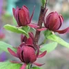 Carolina Allspice Shrub Live Plant - Quart Pot 6-18" - Fragrant Dark Red Flowers - Image 1