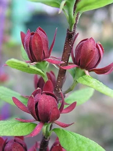 Carolina Allspice Shrub Live Plant - Quart Pot 6-18" - Fragrant Dark Red Flowers - Image 1
