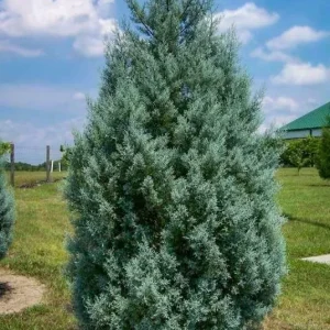 Carolina Sapphire Cypress Tree - Live Plant, 12-18