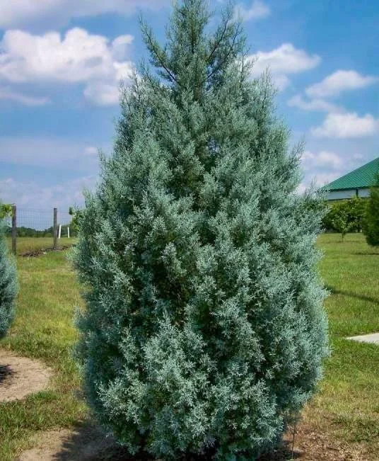 Carolina Sapphire Cypress Tree - Live Plant, 12-18" Tall, Quart Pot - Image 2
