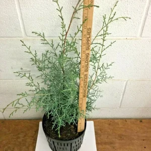 Carolina Sapphire Cypress Tree - Live Plant, 12-18