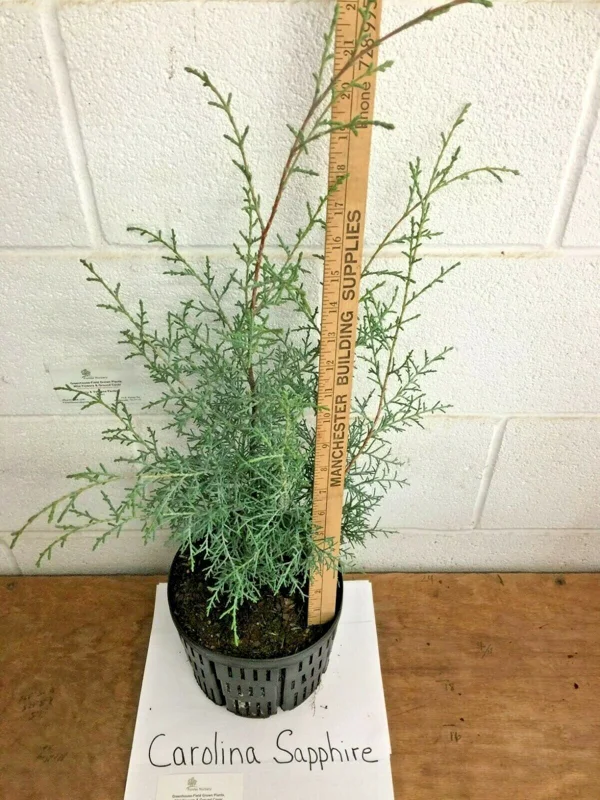Carolina Sapphire Cypress Tree - Live Plant, 12-18" Tall, Quart Pot - Image 3