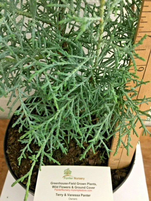 Carolina Sapphire Cypress Tree - Live Plant, 12-18" Tall, Quart Pot - Image 4