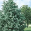 Carolina Sapphire Cypress Tree - Live Plant, 12-18" Tall, Quart Pot - Image 1