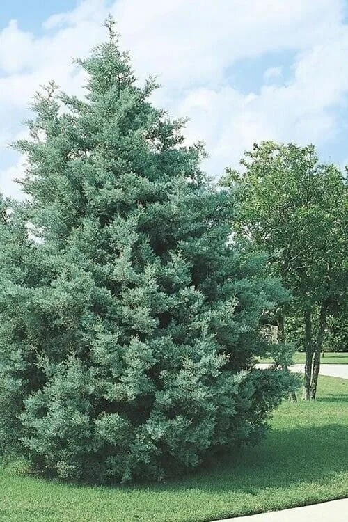 Carolina Sapphire Cypress Tree - Live Plant, 12-18" Tall, Quart Pot - Image 1