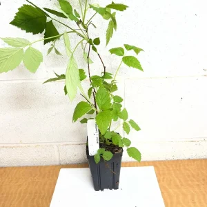 Caroline Raspberry Live Plant 4