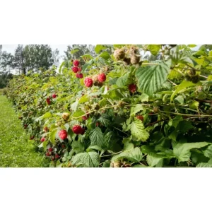 Caroline Raspberry Live Plant 4