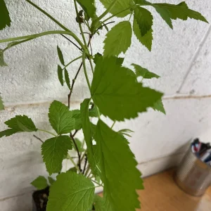 Caroline Raspberry Live Plant 4